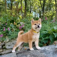 Black $ Tan Puppy, a female Shiba Inu for sale in Phillipsburg, NJ – Photo 4 of 5