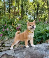 processed/b1e9b52d-6439-4123-ac27-4f1063d12beb/listing/87dad097-f3a4-41fe-93e1-445f9ae54b48/a182d905-8bdc-45a2-a67f-631093e07760