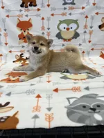 processed/b1e9b52d-6439-4123-ac27-4f1063d12beb/listing/87dad097-f3a4-41fe-93e1-445f9ae54b48/ca0a1539-08c6-44a9-ba25-f955beb7e2e8