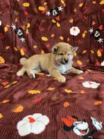 processed/b1e9b52d-6439-4123-ac27-4f1063d12beb/listing/87dad097-f3a4-41fe-93e1-445f9ae54b48/d4269b29-52f9-414b-88e2-a38ae0f94bec