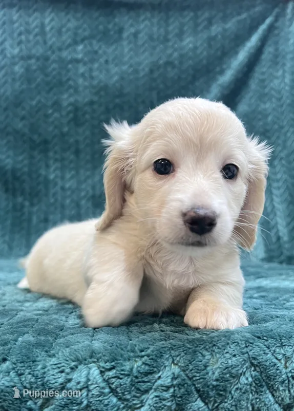 Long Hair female cream – Miniature Dachshund puppy for sale in Phillipsburg, NJ