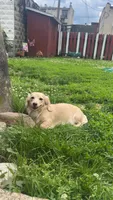 Cream Male 10 MONTH, a male Miniature Dachshund for sale in Phillipsburg, NJ – 4 of 4