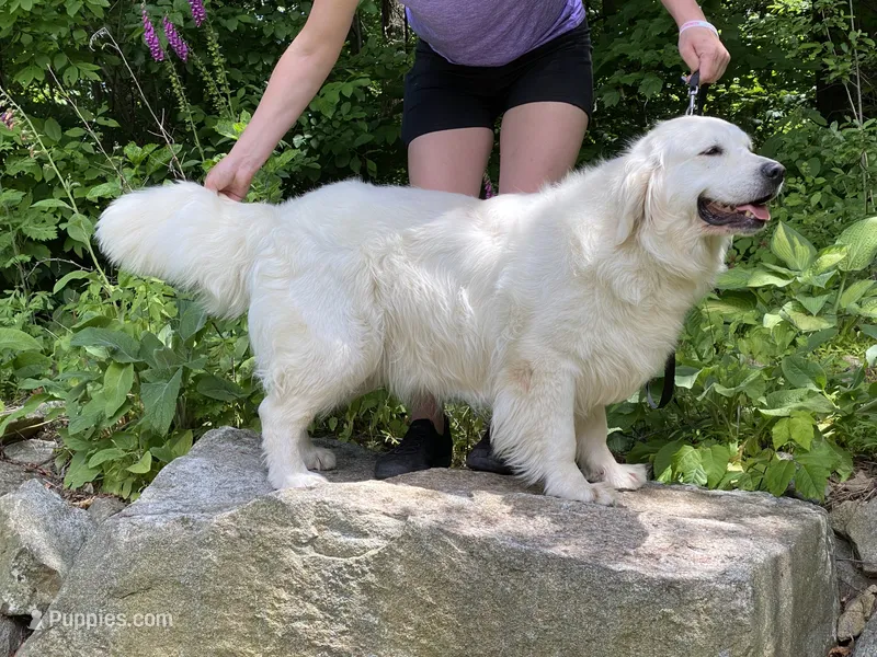 Adult Female – English Cream Golden Retriever puppy for sale in Phillipsburg, NJ