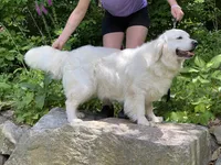 Adult Female, a female English Cream Golden Retriever for sale in Phillipsburg, NJ – 2 of 2