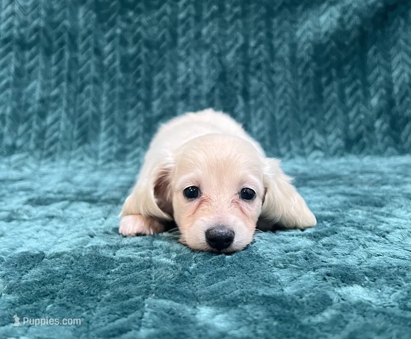 Puppy Cream M – Miniature Dachshund puppy for sale in Phillipsburg, NJ