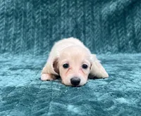 Puppy Cream M, a male Miniature Dachshund for sale in Phillipsburg, NJ – 2 of 10