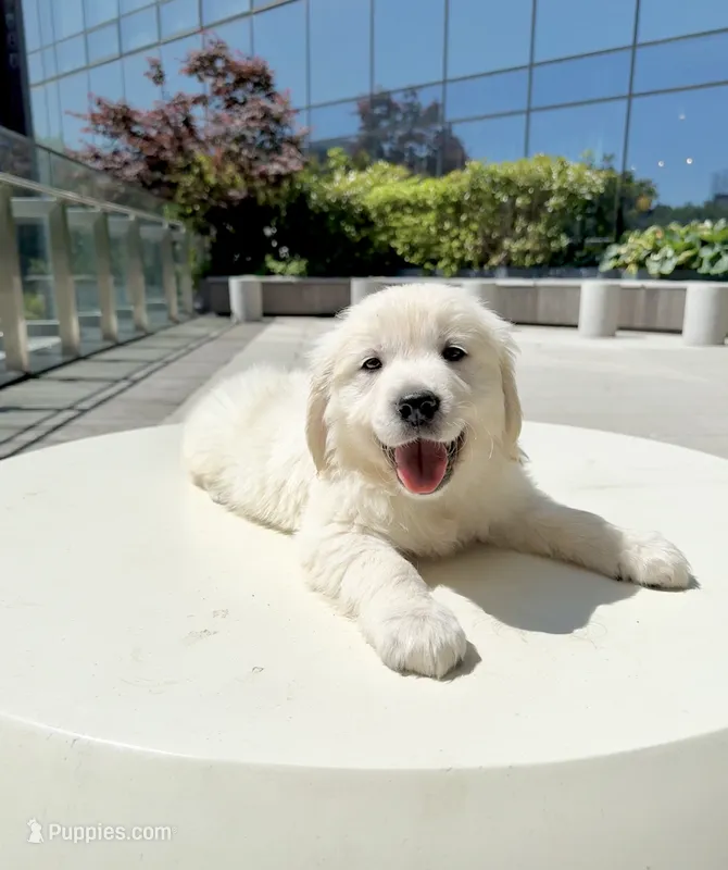 Russian CH – English Cream Golden Retriever puppy for sale in Phillipsburg, NJ