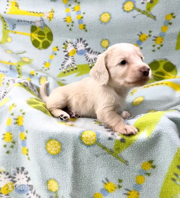 Long Hair female cream – Miniature Dachshund puppy for sale in Phillipsburg, NJ
