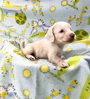 Long Hair female cream, a female Miniature Dachshund for sale in Phillipsburg, NJ – 1 of 6