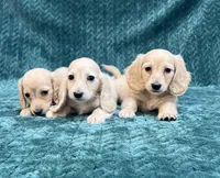 Puppy Cream M, a male Miniature Dachshund for sale in Phillipsburg, NJ – 10 of 10