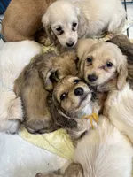Shaded Cream Puppy, a female Miniature Dachshund for sale in Phillipsburg, NJ – 9 of 10