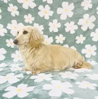 Adult Cream Female , a female Miniature Dachshund for sale in Phillipsburg, NJ – 2 of 3