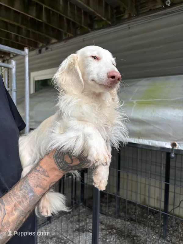 Cream Male 10 MONTH – Miniature Dachshund puppy for sale in Phillipsburg, NJ