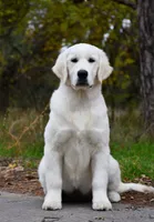Adult Female Import, a female English Cream Golden Retriever for sale in Phillipsburg, NJ – 3 of 3