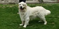 FEMALE, a female English Cream Golden Retriever for sale in Phillipsburg, NJ – Photo 7 of 9