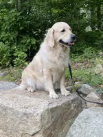 FEMALE, a female English Cream Golden Retriever for sale in Phillipsburg, NJ – Photo 5 of 9