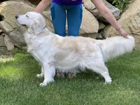 FEMALE, a female English Cream Golden Retriever for sale in Phillipsburg, NJ – Photo 1 of 9