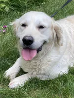 FEMALE, a female English Cream Golden Retriever for sale in Phillipsburg, NJ – Photo 2 of 9