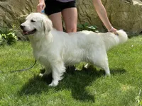 FEMALE, a female English Cream Golden Retriever for sale in Phillipsburg, NJ – Photo 6 of 9
