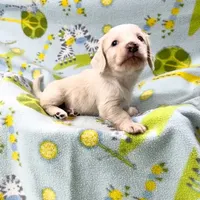 Fun Puppy!!!, a  Miniature Dachshund for sale in Phillipsburg, NJ – Photo 1 of 3