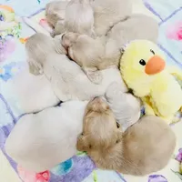 Fun Puppy!!!, a  Miniature Dachshund for sale in Phillipsburg, NJ – Photo 3 of 3