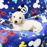 Fun Puppy!!!, a  Miniature Dachshund for sale in Phillipsburg, NJ – Photo 2 of 3