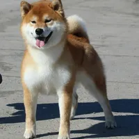 RED, a female Shiba Inu for sale in Phillipsburg, NJ – Photo 2 of 9