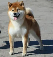 RED, a male Shiba Inu for sale in Phillipsburg, NJ – Photo 7 of 9