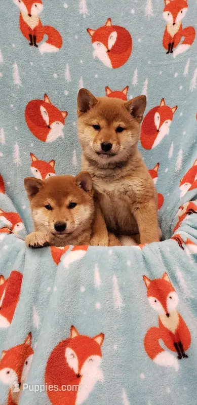 RED – Shiba Inu puppy for sale in Phillipsburg, NJ