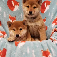 RED, a female Shiba Inu for sale in Phillipsburg, NJ – Photo 5 of 9