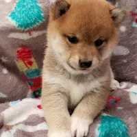 RED, a female Shiba Inu for sale in Phillipsburg, NJ – Photo 1 of 9