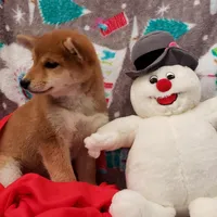 RED, a female Shiba Inu for sale in Phillipsburg, NJ – Photo 3 of 9