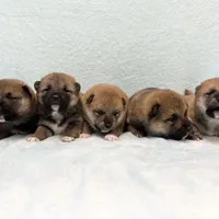 RED, a female Shiba Inu for sale in Phillipsburg, NJ – Photo 8 of 9