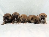 RED, a male Shiba Inu for sale in Phillipsburg, NJ – Photo 8 of 9