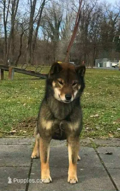 IMPORT SESAME MALE FULL AKC – Shiba Inu puppy for sale in Phillipsburg, NJ