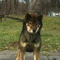 RED, a female Shiba Inu for sale in Phillipsburg, NJ – Photo 7 of 9