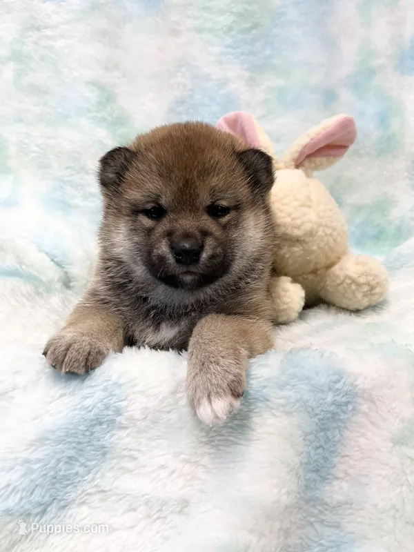 RED – Shiba Inu puppy for sale in Phillipsburg, NJ