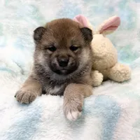 RED, a female Shiba Inu for sale in Phillipsburg, NJ – Photo 4 of 9