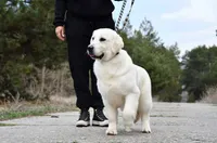 ADULT IMPORT FEMALE, a female English Cream Golden Retriever for sale in Phillipsburg, NJ – 5 of 5