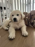 Beautiful M, a male English Cream Golden Retriever for sale in Phillipsburg, NJ – 9 of 10
