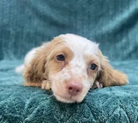 Winnie pup, a male Miniature Dachshund for sale in Phillipsburg, NJ – 2 of 3