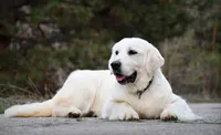 ADULT IMPORT FEMALE, a female English Cream Golden Retriever for sale in Phillipsburg, NJ – 2 of 5