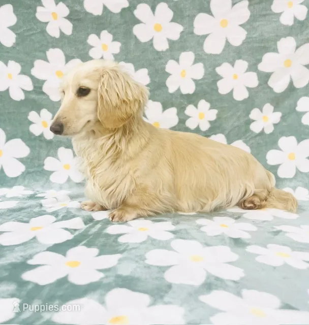 Adult Cream Female  – Miniature Dachshund puppy for sale in Phillipsburg, NJ