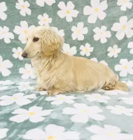 Adult Cream Female , a female Miniature Dachshund for sale in Phillipsburg, NJ – 3 of 3