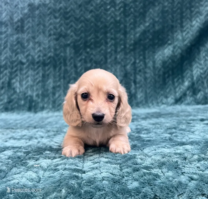 TINY F – Dachshund puppy for sale in Phillipsburg, NJ