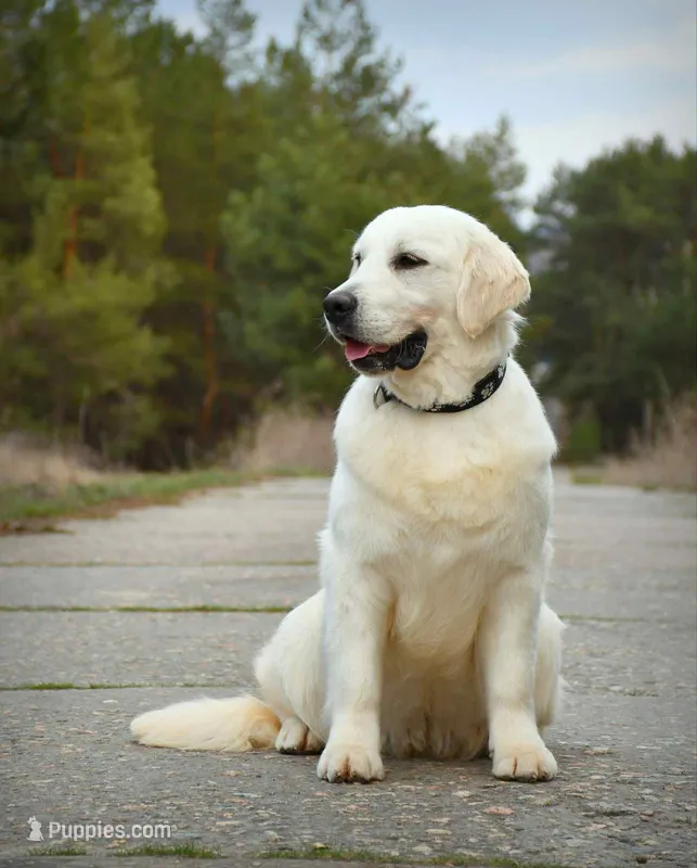 Adult Female Import – English Cream Golden Retriever puppy for sale in Phillipsburg, NJ