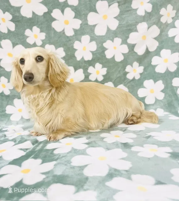 Adult Cream Female  – Miniature Dachshund puppy for sale in Phillipsburg, NJ