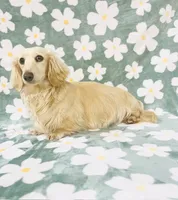 Adult Cream Female , a female Miniature Dachshund for sale in Phillipsburg, NJ – 1 of 3
