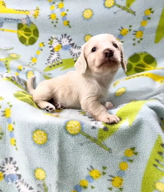 Long Hair female cream – Miniature Dachshund puppy for sale in Phillipsburg, NJ