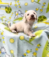 June puppy, a  Miniature Dachshund for sale in Phillipsburg, NJ – Photo 3 of 4